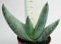 Алое (Aloe Falcata)