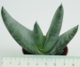 Алое (Aloe Falcata)