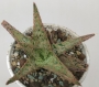 Алое (Aloe Pink Blush)