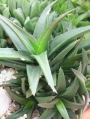 Алое, Алворхия (Aloe studnerii, Alworthia Black Gem, walmsleys bronze)