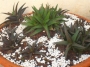 Алое, Алворхия (Aloe studnerii, Alworthia Black Gem, walmsleys bronze)
