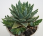 Алое бревифолия (Aloe brevifolia)