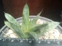 Алое, Гастералое (Aloe, Gasteraloe)