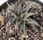 Алое хавортиоидес (Aloe descoingsii x haworthioides (pepe))