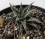 Алое хавортиоидес (Aloe descoingsii x haworthioides (pepe))