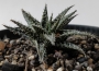 Алое хавортиоидес (Aloe descoingsii x haworthioides (pepe))