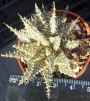 Алое хавортиоидес (Aloe descoingsii x haworthioides (pepe))