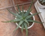 Алое хумилис (Aloe humilis)