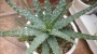Алое хумилис (Aloe humilis)