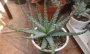 Алое хумилис (Aloe humilis)