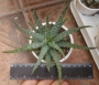 Алое хумилис (Aloe humilis)