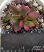 Анакампсерос (Anacampseros rufescens)