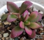 Анакампсерос (Anacampseros rufescens)