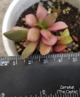 Анакампсерос (Anacampseros rufescens)