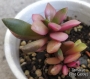Анакампсерос (Anacampseros rufescens)