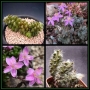 Анакампсерос (ANACAMPSEROS filamentosa)