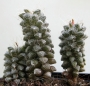 Анакампсерос (ANACAMPSEROS filamentosa)