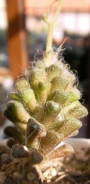 Анакампсерос (ANACAMPSEROS filamentosa)