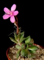 Анакампсерос (Anacampseros rufescens)