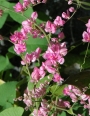 Антигонон, семена (Antigonon leptopus, Chinese Love)