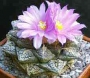 Ариокарпус (Ariocarpus fissuratus)