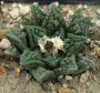 Ариокарпус (Ariocarpus fissuratus)