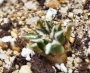 Ариокарпус (Ariocarpus kotschoubeyanus albiflorus)