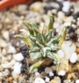 Ариокарпус (Ariocarpus kotschoubeyanus albiflorus)