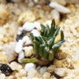 Ариокарпус (Ariocarpus kotschoubeyanus albiflorus)