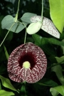 Аристолохия, семена (Aristolochia elegans)
