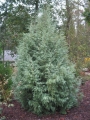 Аризонски кипарис (Cupressus Arizonica)