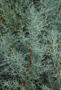 Аризонски кипарис (Cupressus Arizonica)