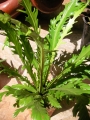 Асплениум (Asplenium)