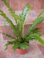 Асплениум (Asplenium)