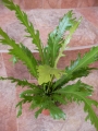 Асплениум (Asplenium)