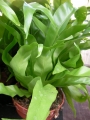 Асплениум (Asplenium)