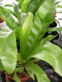 Асплениум (Asplenium)