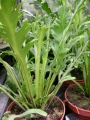 Асплениум (Asplenium)