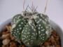 Астрофитум (Astrophytum)