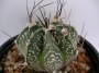 Астрофитум (Astrophytum)