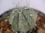 Астрофитум (Astrophytum)
