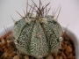 Астрофитум (Astrophytum)