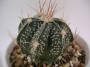 Астрофитум (Astrophytum)