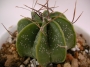 Астрофитум (Astrophytum)