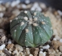 Астрофитум (Astrophytum)
