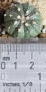 Астрофитум (Astrophytum)