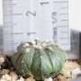 Астрофитум (Astrophytum)