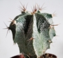 Астрофитум (Astrophytum)