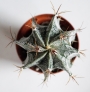 Астрофитум (Astrophytum)