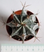 Астрофитум (Astrophytum)